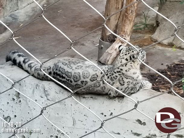 Another Snow Leopard who did not seem interested in looking our direction.