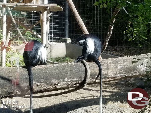 These should look familiar to all you Disney's Animal Kingdom Fans.. Colobus Monkeys.