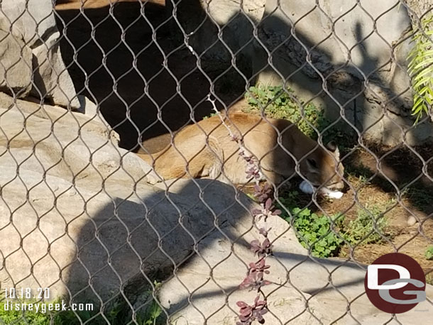 A mountain lion was having a snack, this was as we walked along Park Way.