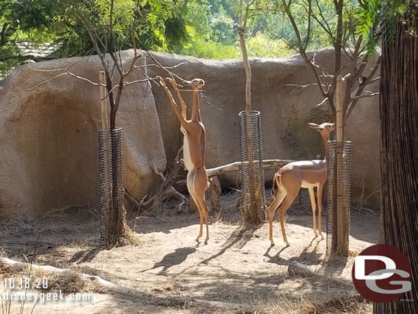 Southern Gerenuk were out and snacking this morning.