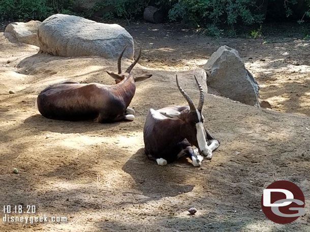 Bontebok