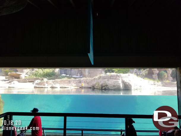 The polar bears were out but not moving around.  This is a wide view of one of the viewing areas.