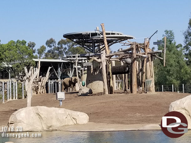 A closer look.  The elephant was on the very far side of the yard.