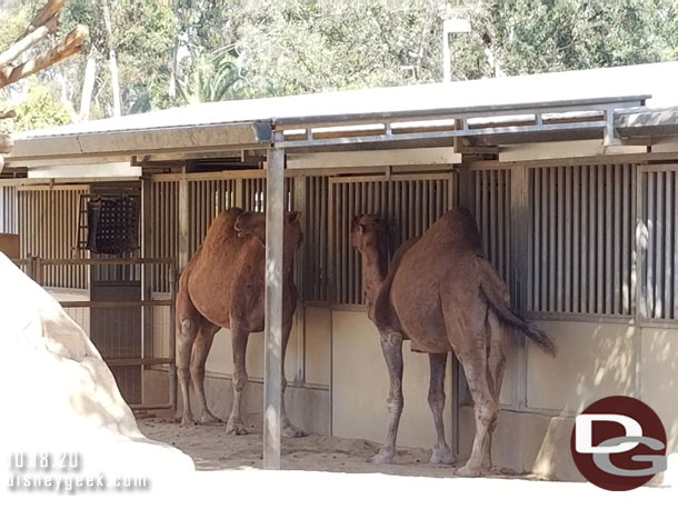 Next up was lunch at the Sabertooth Grill.. due to chasing kids and wrangling my group no pictures.. so this was after lunch we continued on and found a couple camels hanging out in the shade.