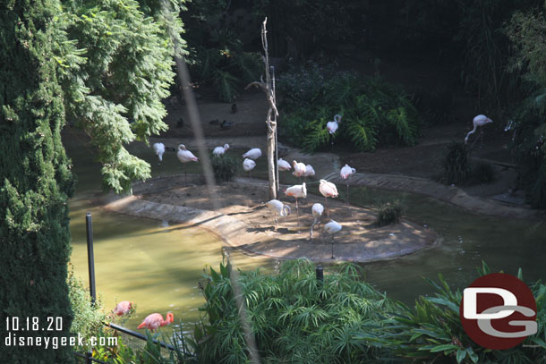 Flamingos down below.