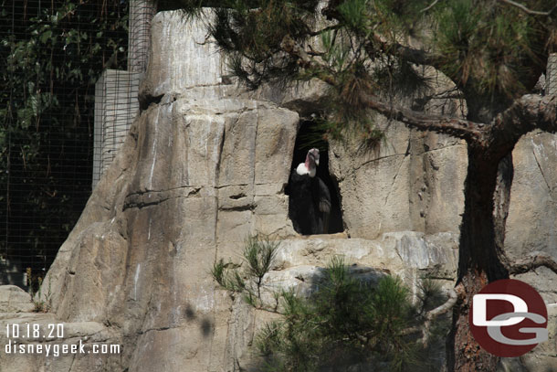 California Condor