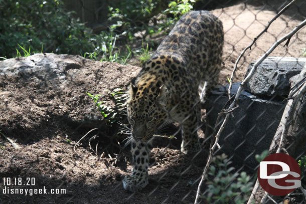 Next up we walked through the Panda Trek.  First up an Amur leopard