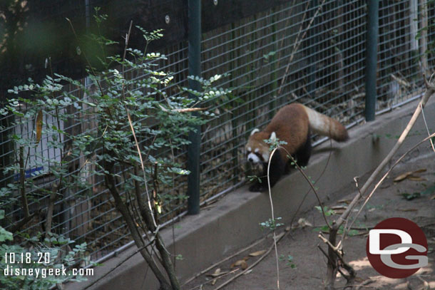 Red Panda