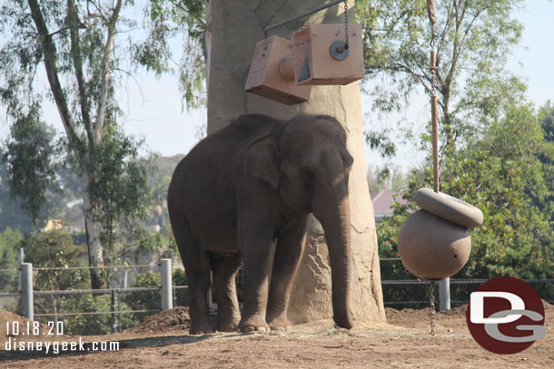 In the next area a closer view of an elephant.