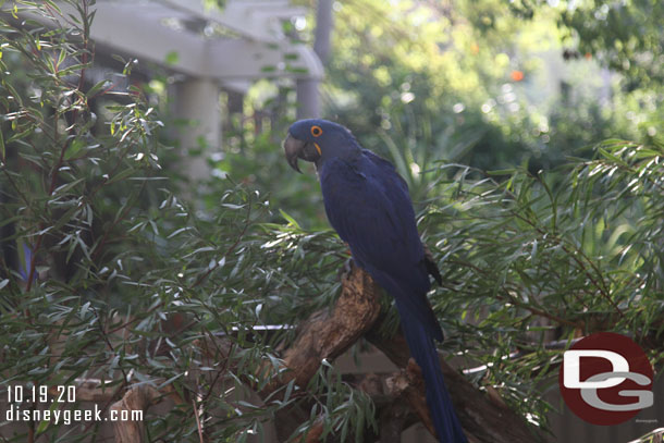 A large blue parrot near the entrance.