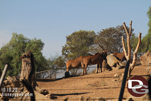 Taking a stroll through the African Loop