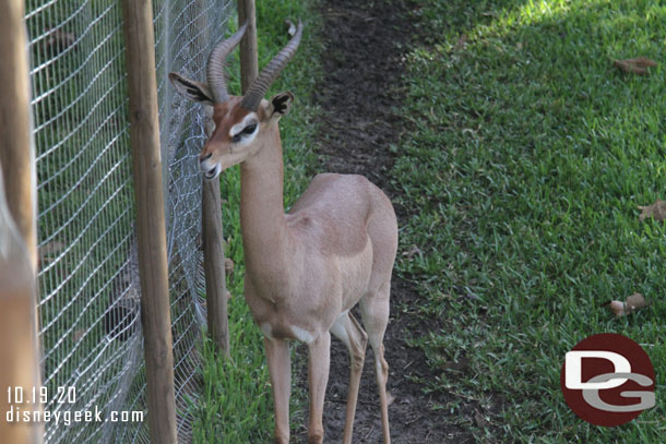 Gerenuk