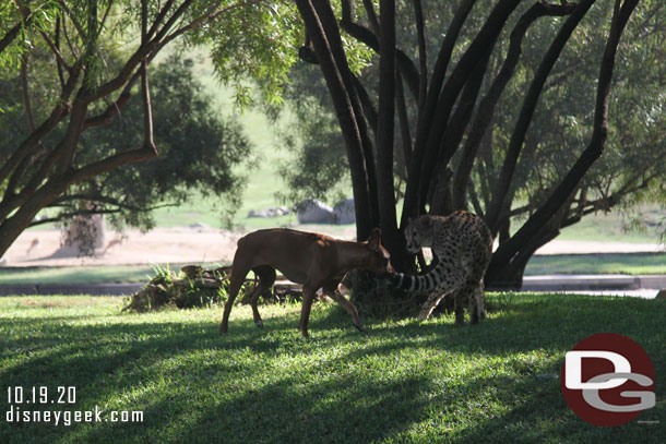 A cheetah out with its companion dog.