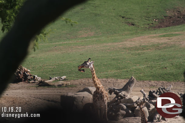 A giraffe in the distance.