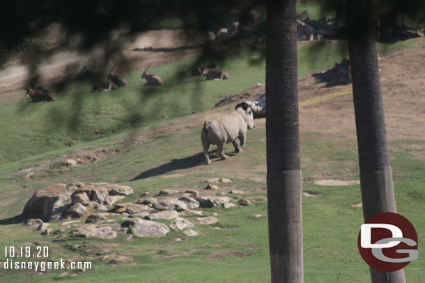 The rhino heading off up the hill