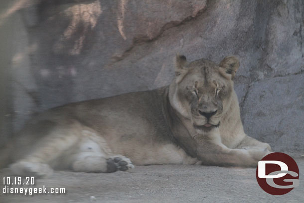 The female lioness