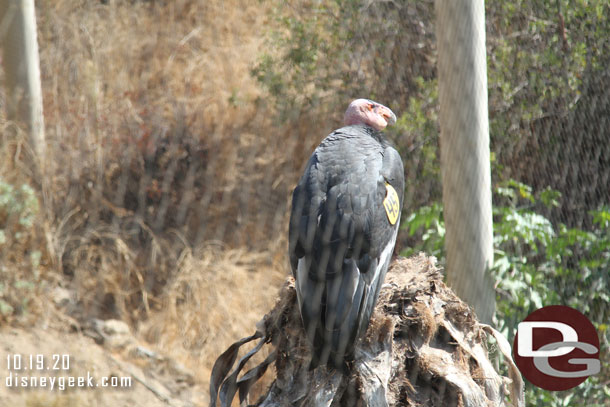 Finally made it up to the California Condors