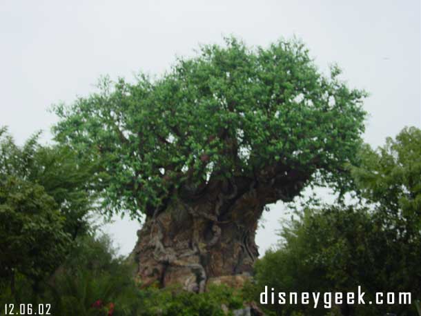 The tree of life