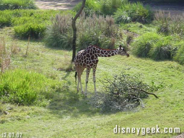 Now some shots out of our room at the Animal Kingdom Lodge