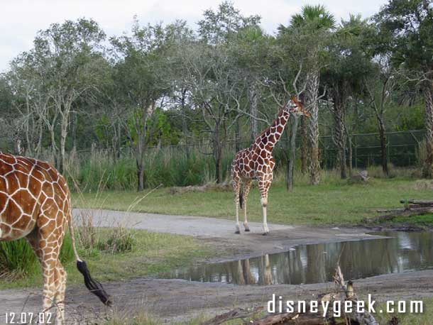 This giraffe did not want to step in the water (it was only a couple inches deep)