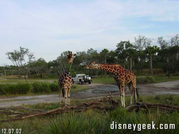 You were able to get fairly close to the animals at a couple look out points.