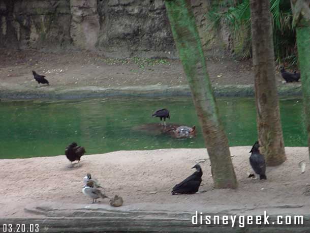 Now some shots from the Safari, the voltures were still around.. here is on a hippo