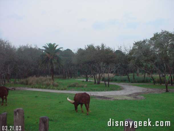 A shot from the lookout point of the savanna.