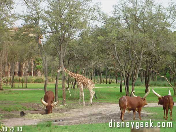 A couple animals out on the Savanna