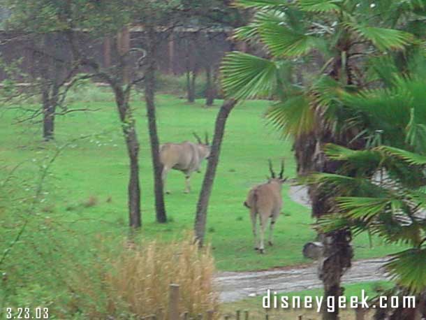 Some savanna shots.