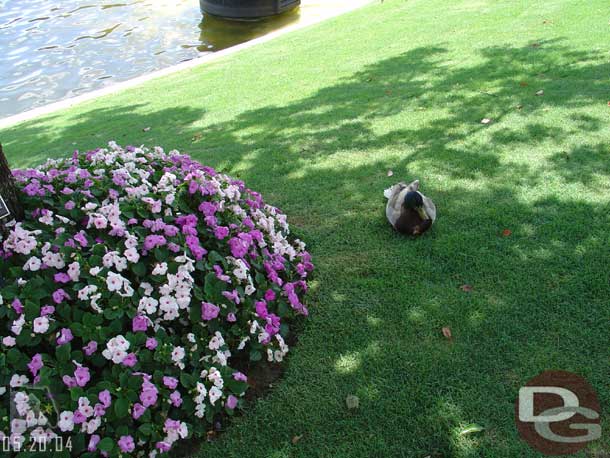 A duck in Canada