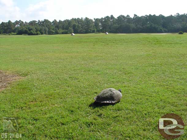 No gators today, but a turtle