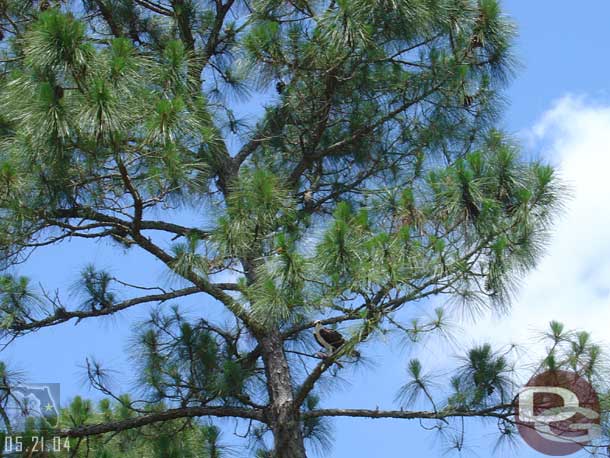 A bird of some type in the tree (we think it was some kind of hawk maybe)