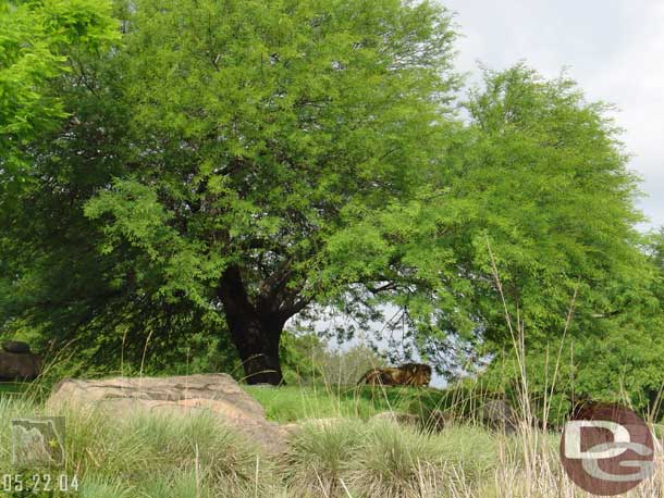 By far the highlight of the Safari and a rare site (or at least to us) the lion up and about
