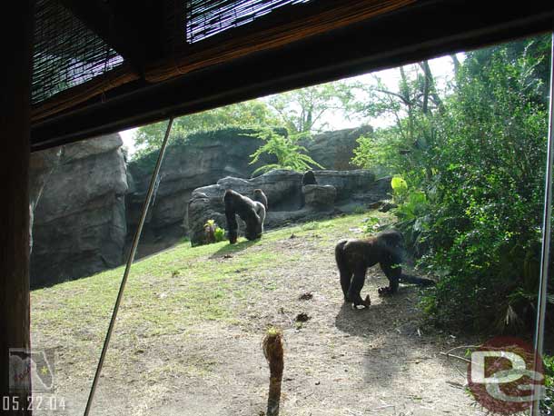 Had some more time so one last look at the Gorillas on Pangani..