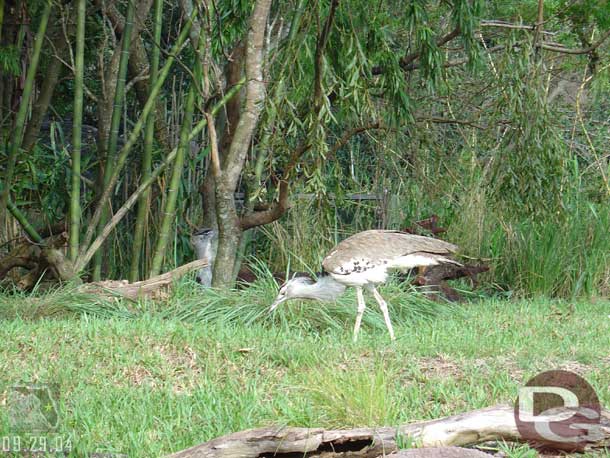 Some shots from the Pangani trail