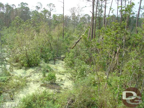 The area immediately outside EPCOT turned back to a swamp with a lot of downed trees