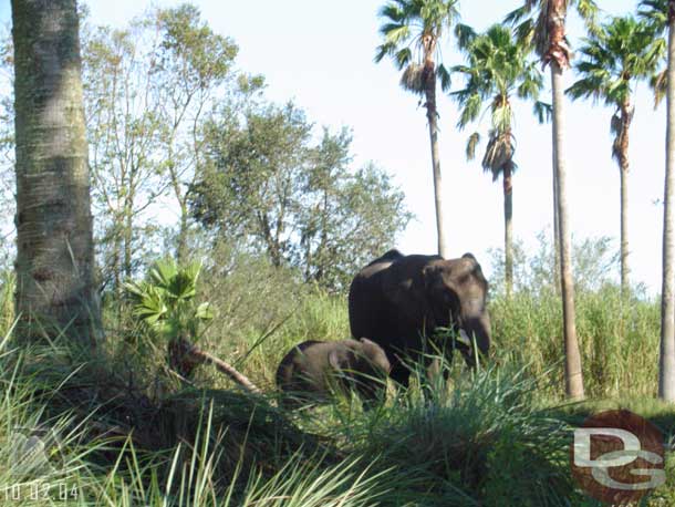 I belive the small elephant here is Tufani, the calf born last year.