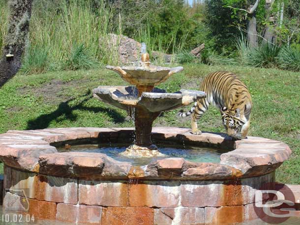 Next up the Jungle Trek.. this tiger seemed a little restless and actually was growling a bit