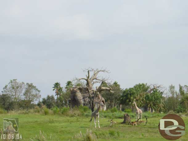 A trip through the savanna