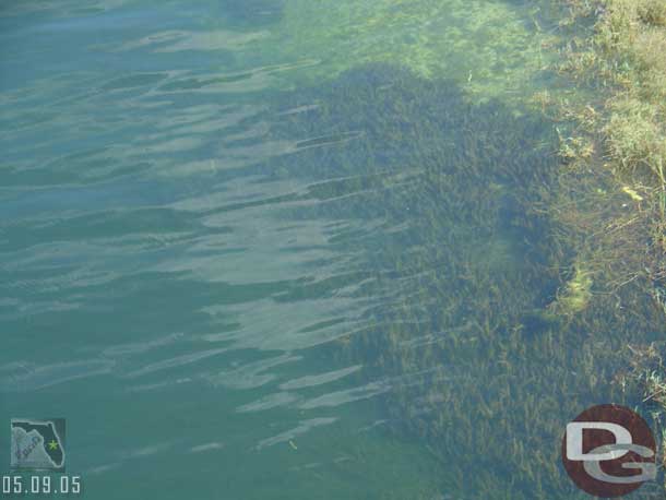 The water was really clear in the Seven Seas Lagoon