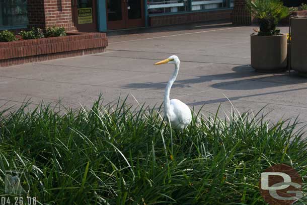 A bird hanging out at the parking lot.
