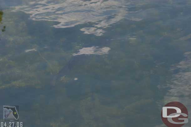 Also spotted this nice Bass near the dock, too bad they were fishing on the far side of the lake