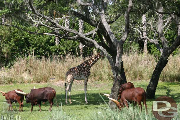 Out on safari