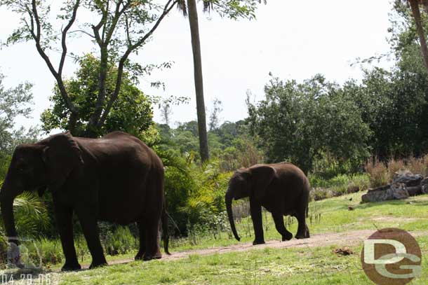 One of the younger elephants, not sure when to stop calling them a calf