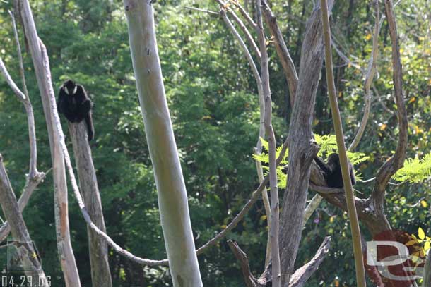 I was watching the gibbons waiting for them to jump..