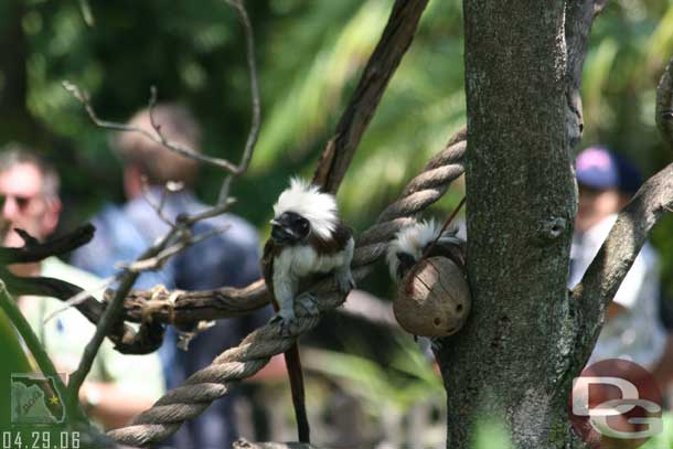 It was interesting watching them feed these little monkeys.. I did not get a good picture but there were three in this enclosure and the poor CM was trying to distract them and fill the food bowl, but they surrounded her and made it very difficult (and a bit funny for those of us watching)