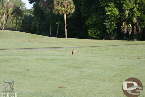 An Owl along the fairway, a rather large one too