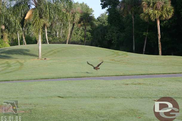 He flew away as we drove by.