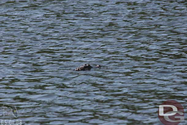 The only alligator we saw this trip on Disney property was this little one.