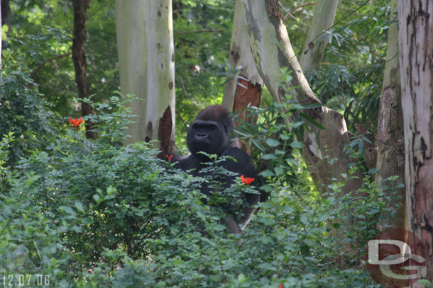 One of the Male Gorillas